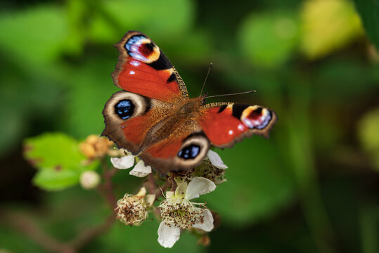 Close up of a colorful European peacock (Aglais io) butterfly sitting on a blackberry blossom. Recognizable by its distinctive eye spots, it can be found in woods, fields, meadows, parks, and gardens.