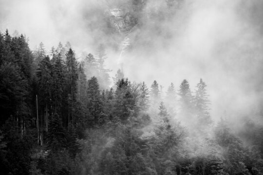 Coniferous forest in black and white in fog