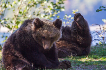 young bears