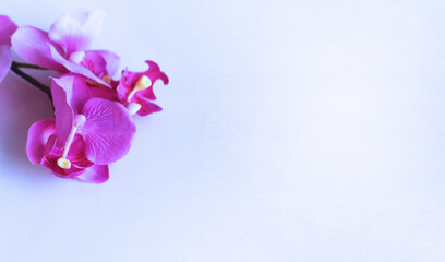 Pink orchid flower isolated on white background.