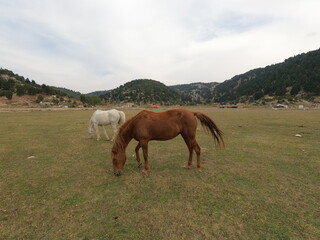 Wild white and brown horses on grass