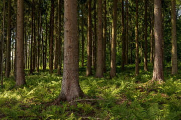 Trunks of spruce trees in a coniferous forest with fern-covered floor, near Hämelschenburg,...