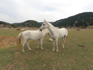 Fototapeta na wymiar Wild white horse on grass
