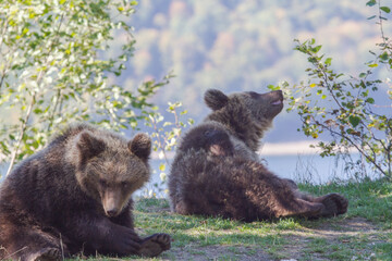 young bears