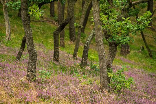 Gnarled oak trees in a forest on the top of the Kapitelsberg Mountain, near Darlingerode, Wernigerode, Harz, Germany