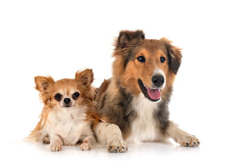 Shetland Sheepdog and chihuahua