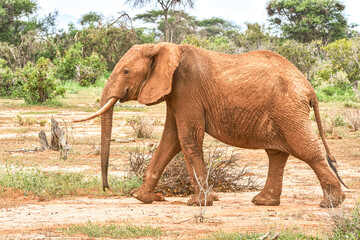 African elephant (Loxodonta africana) female walking through the bush.   Copy space.