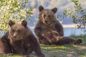 Young bear on a street in Romania