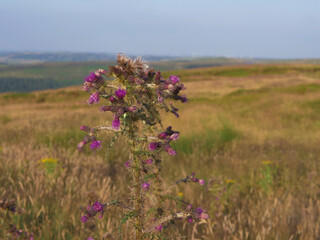 Wild thistles grow in Yorkshire moorland countryside landscape 