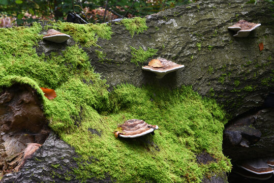 Zunderschwamm auf altem Buchenstamm