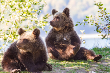 Young bear on a street in Romania