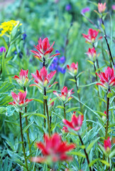Indian Paintbrush