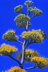 Desert Agave