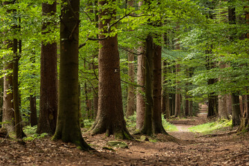 Beech and fir trees along a beautiful forest hiking path, Mörth, Teutoburg Forest, Germany © teddiviscious