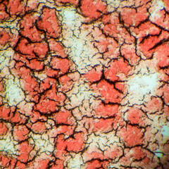 Cells under micro-scopes,  science. 
