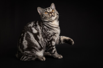 Playful cat portrait shoot in studio looking up isolated on black background