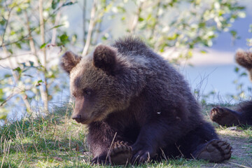 Young bear on a street in Romania