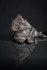 Cat profile portrait shoot in studio on black background with reflection