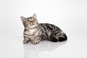 Cat portrait lying down looking up isolated on white background with reflection © AlexandruPh
