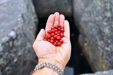 Handful of cowberry in hand