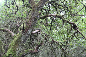 Hiking the Traumschleife Schengen grenzenlos | Lichen on old tree