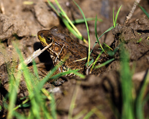 A day trip to Lowville Park in Burlington, Ontario.  Walking along the riverbank, found a lot of...