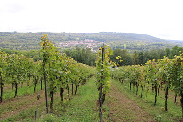 Fototapeta na wymiar Vineyard at the Mosel next to Schengen (Weinberg an der Mosel bei Schengen)