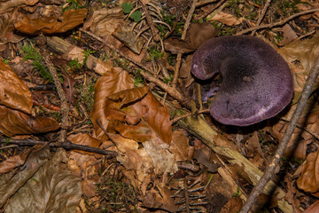 above view of a Laccaria amethystina mushroom
