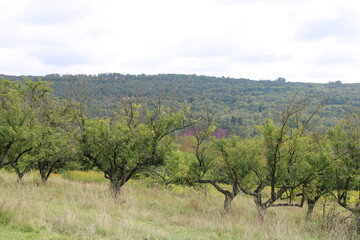 Fototapeta na wymiar Orchards at the Mosel close to Schengen, Luxembourg (Obstplantagen an der Mosel bei Schengen)