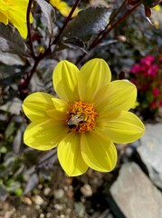 bee on yellow dahlia flower