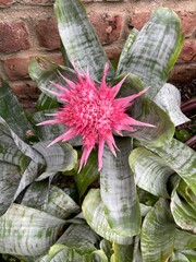 Pink urn plant