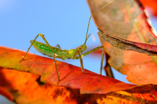 Green Assassin Bug
