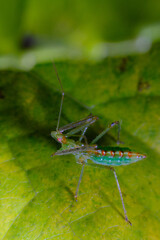 Green Assassin Bug