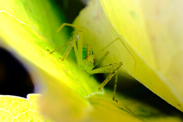 Green Assassin Bug