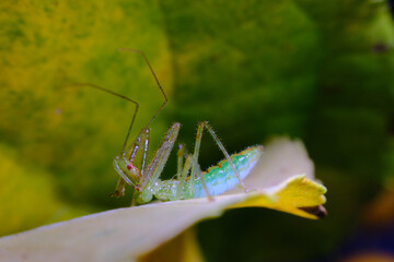 Green Assassin Bug