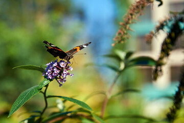 Bright background with a butterfly on a flower.