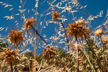 Obraz premium Close up of beautifully dried milk thistles (Silybum marianum) and grass against a deep blue summer sky, Sierra Nevada National Park, Andalusia, Spain