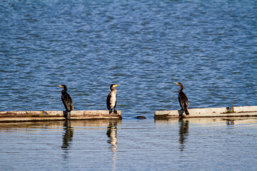 Birds on the Olt River, Romania