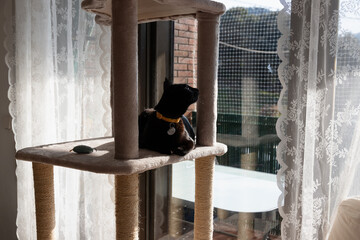 Cat sitting on a cat tree looking outside the window
