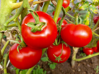 Fresh red tomatoes on a branch in a greenhouse