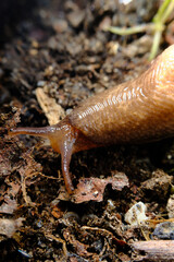 Common Garden Slug