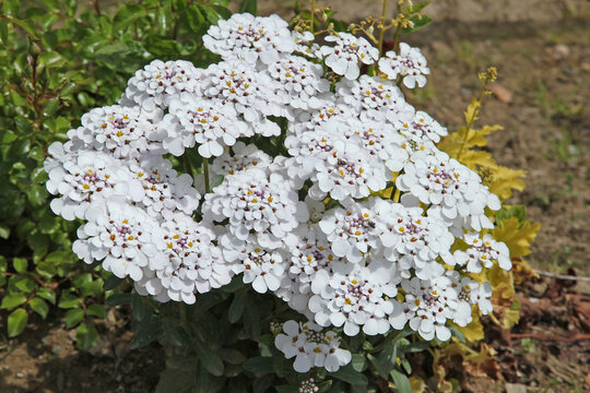 Iberis amara &agrave; la floraison spectaculaire dans un massif au printemps