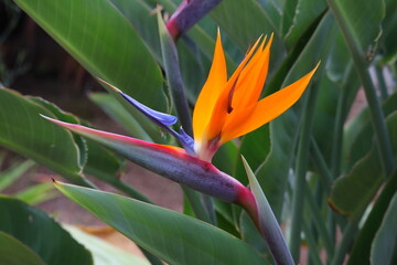 Paradiesvogelblume, Strelitzien, Blumen, Blüten