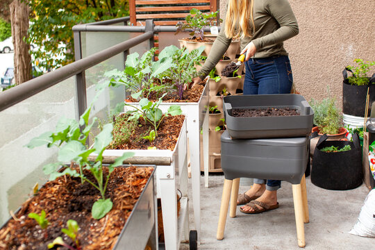 A women harvests fresh worm castings (compost) from a vermicomposter on her balcony, into her raised planter garden on her patio. She is side dressing small plant starts for fall