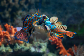 A pair of mandarin fish fighting