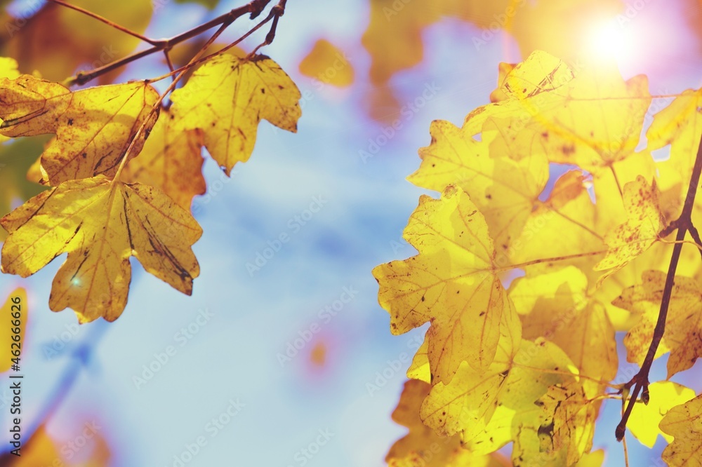 Canvas Prints Autumn yellow colored leaves on a blurred forest background. Colorful foliage in the autumn park.