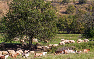 Sheep in the pasture