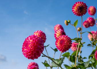 Stunning pink and yellow dahlia flowers by the name Hapet Daydream, photographed in a garden in Wisley, near Woking in Surrey UK. 
