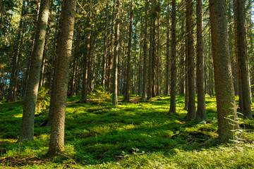 Forest with bright sun shining through the trees covered with green moss. 