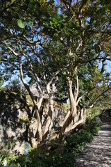 Crape myrtle (Lagerstroemia indica)